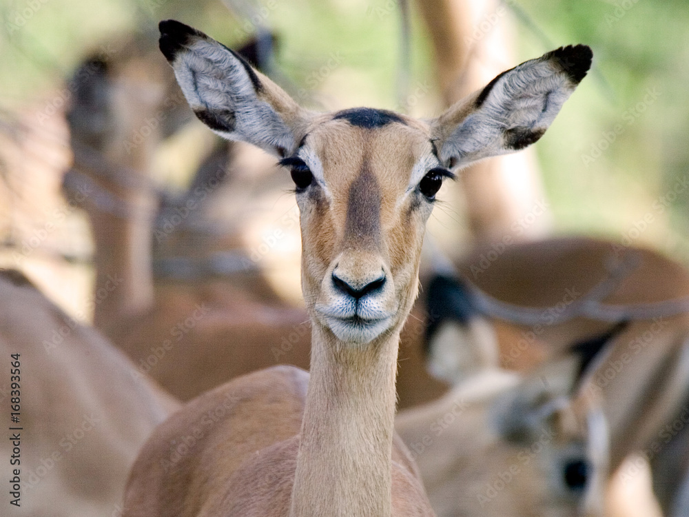 Impala (Aepyceros melampus)