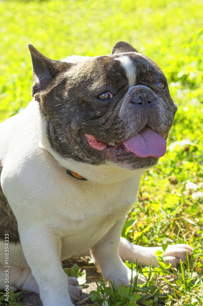 French Bulldog Close-up French Bulldog Close-up