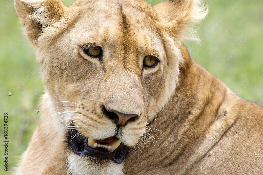 Fototapeta premium African lioness