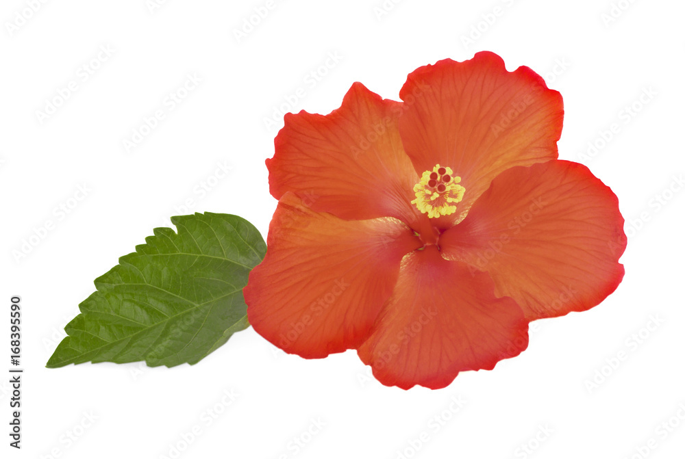Fototapeta premium hibiscus isolated on white background