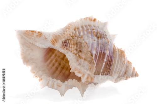 Sea shell on white background