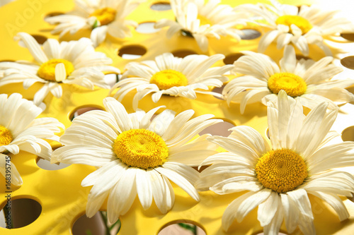 Beautiful chamomiles on yellow background  close up