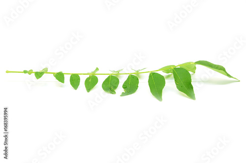 Bunch of curry leaves photo