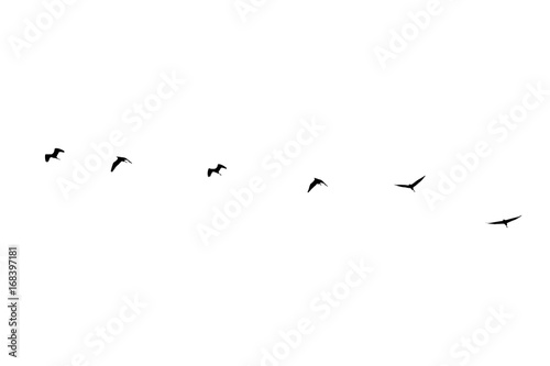 silhouette group of birds isolated on white background
