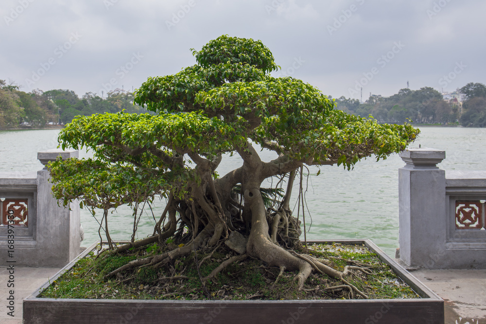 Bonsai Baum in Traditionellem Topf vor gelber Wand in Hanoi Vietnam