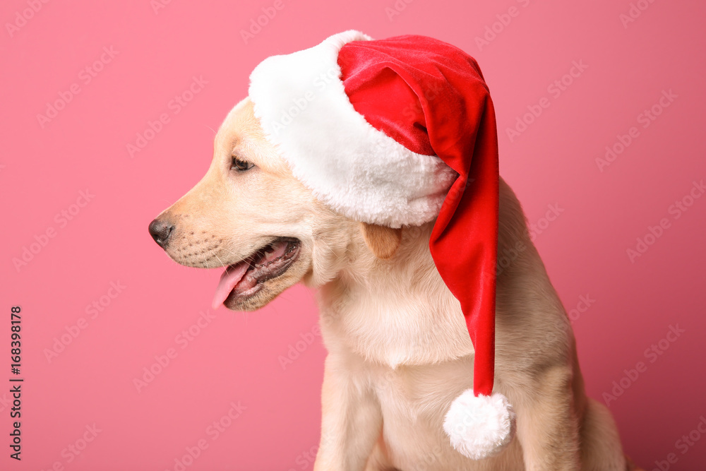 Cute dog in Santa Claus hat on color background Cute dog in Santa Claus hat on color background