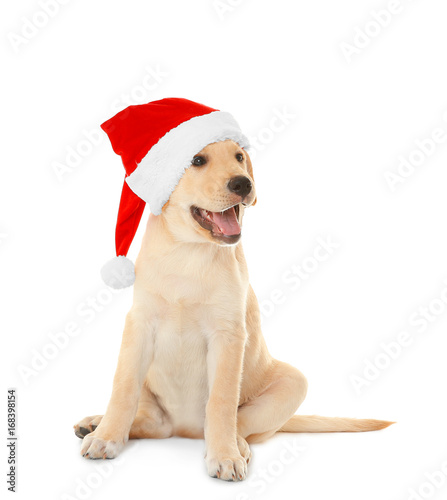 Cute dog in Santa Claus hat on white background © Africa Studio