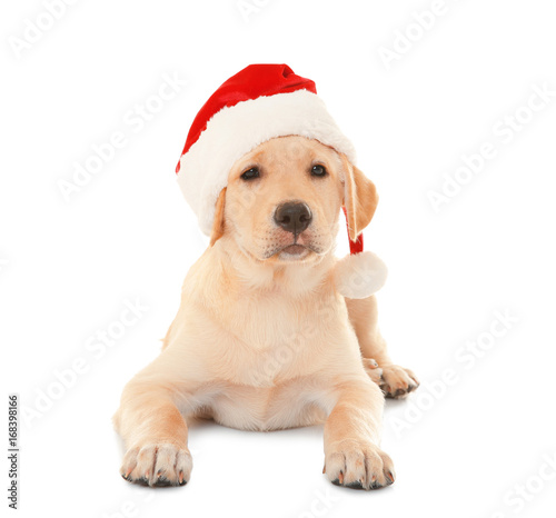 Cute dog in Santa Claus hat on white background © Africa Studio