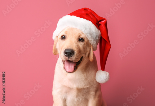 Wallpaper Mural Cute dog in Santa Claus hat on color background Torontodigital.ca