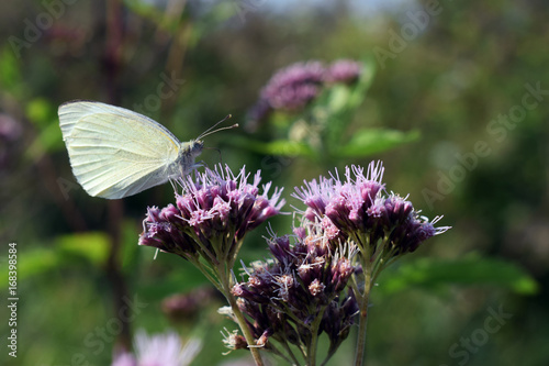 A white butterfly sits on a purple flower on a meadow
