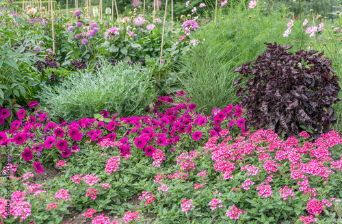 Fototapeta Naklejka Na Ścianę i Meble -  border of flowers / Flowerbed with pink flowering flowers and lawn 