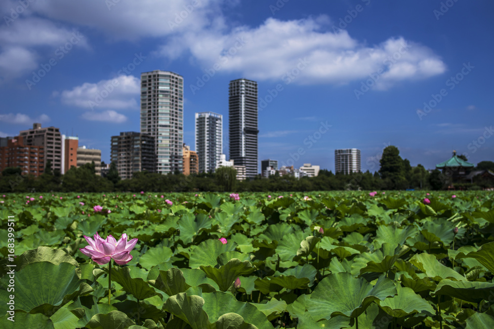Fototapeta premium 不忍池の蓮、遠景