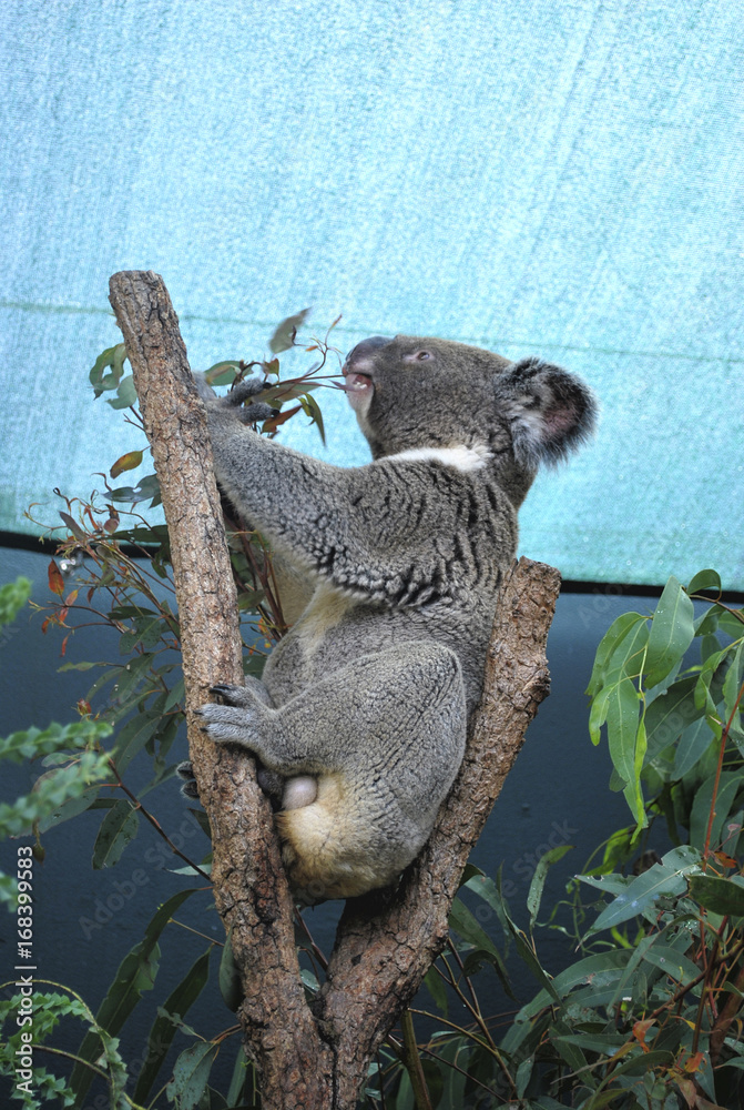 Fototapeta premium Fluffy Koala is pulling eucalyptus branch under the canopy