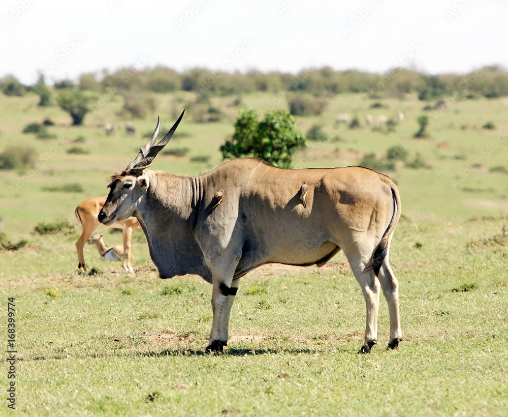 Common Eland (Tragelaphus or Taurotragus oryx) Common Eland (Tragelaphus or Taurotragus oryx)