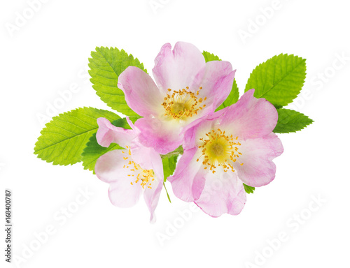 Three flowers of pink wild rose