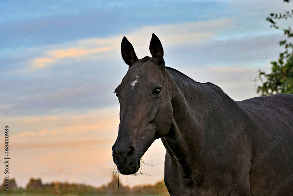Fototapeta premium Horses on a field early in the morning