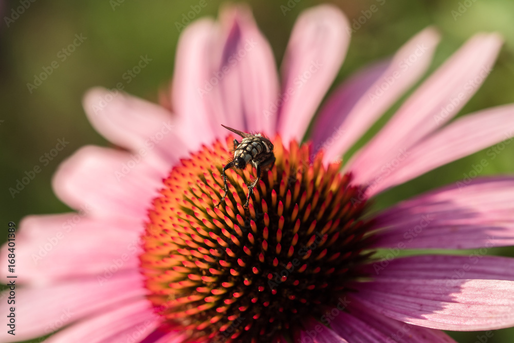 Flower with pink flowers and bee Flower with pink flowers and bee