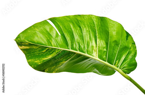 Devil s ivy  Golden pothos  Epipremnum aureum  Heart shaped leaves vine with large leaves isolated on white background  with clipping path