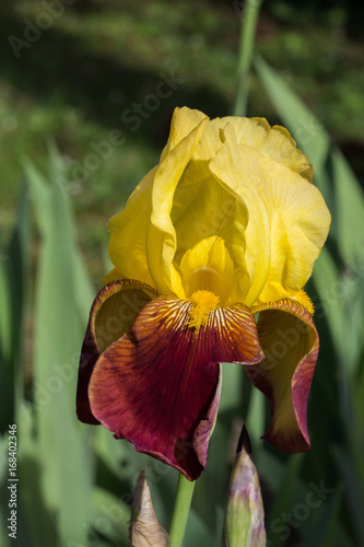 Fototapeta Naklejka Na Ścianę i Meble -  Iris