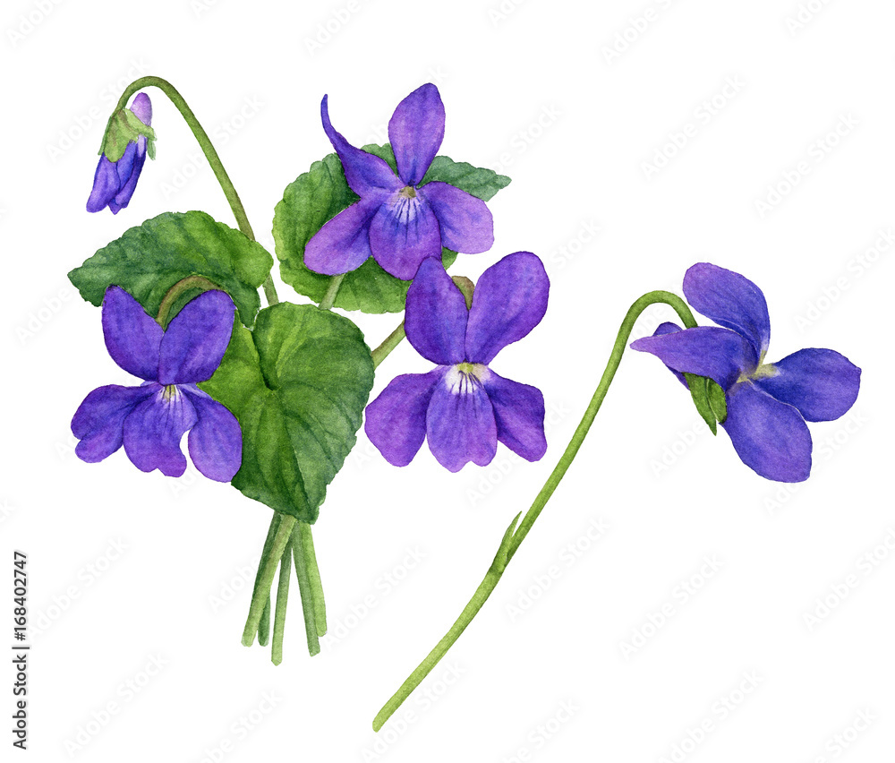 Watercolor illustration of violet flowers with leaves and buds. Bouquet ...