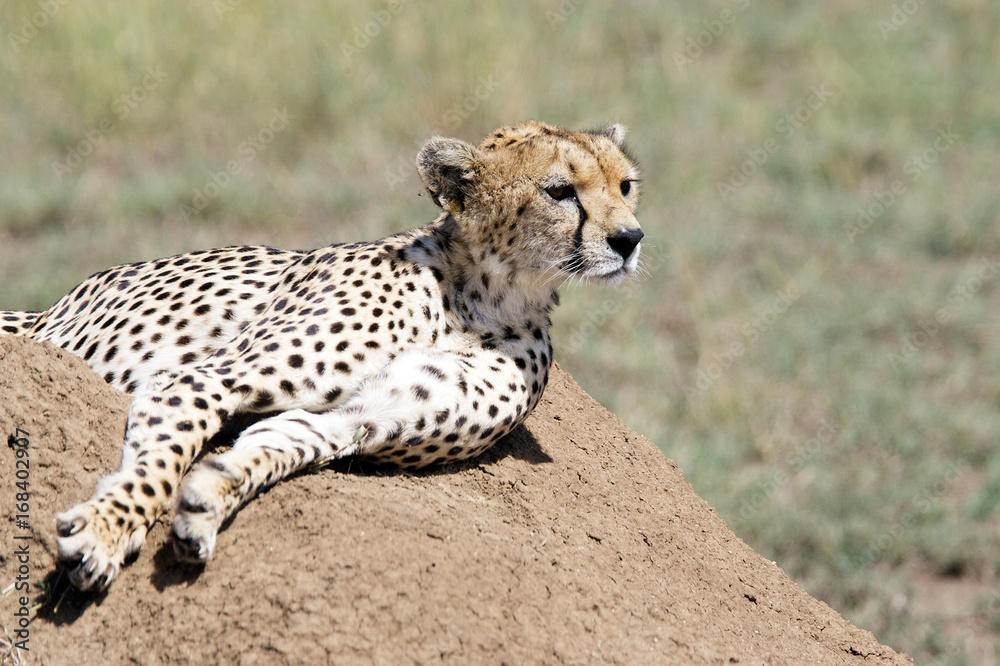 Fototapeta premium Cheetah