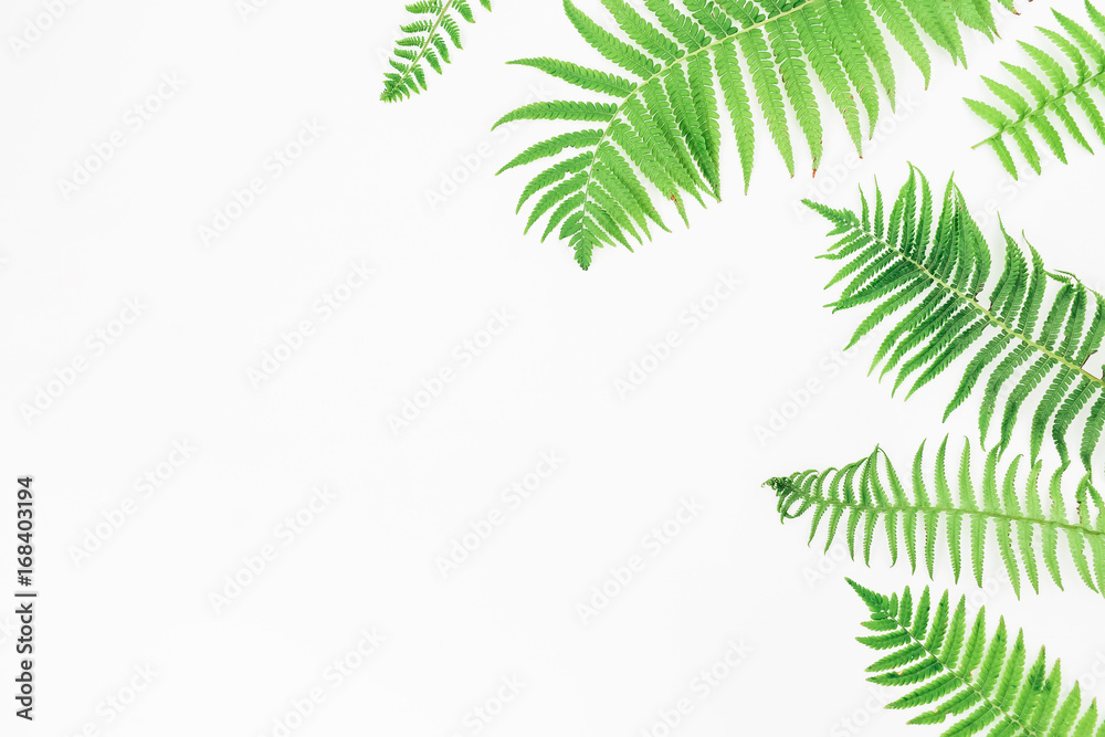 Floral frame of green fern leaves on white background, Flat lay, Top view
