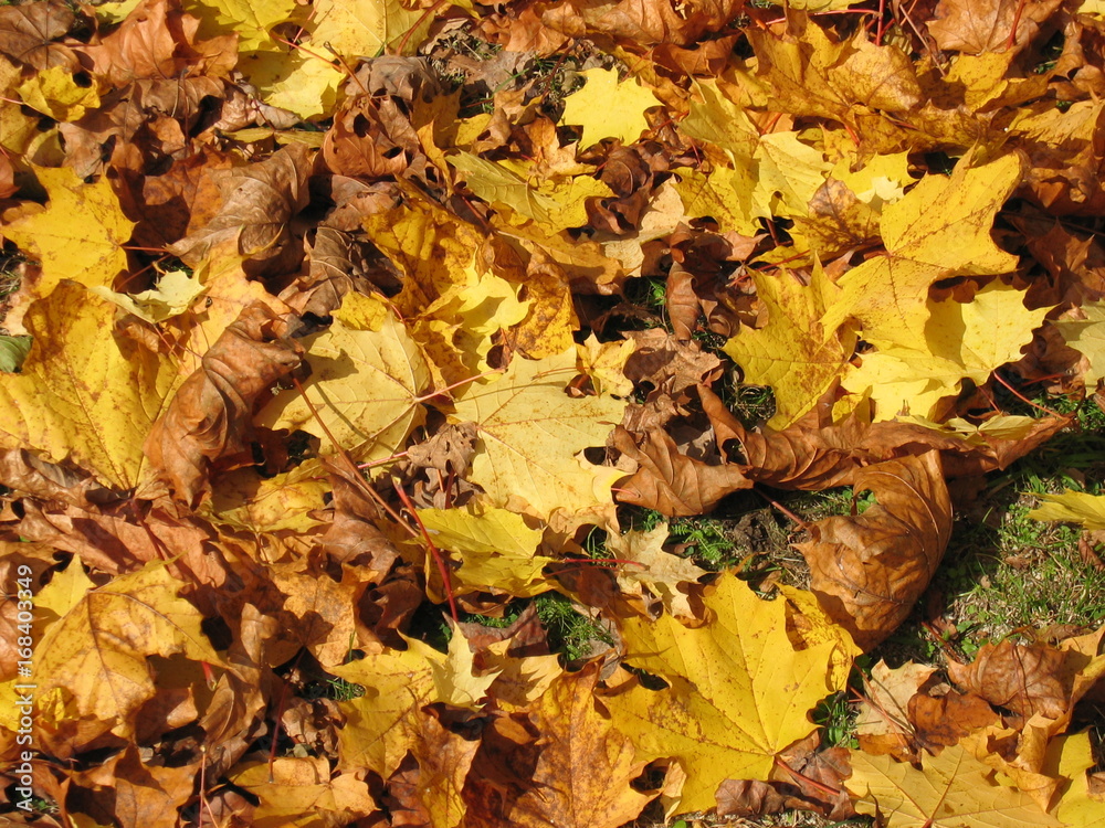 Herbstlaub Herbstlaub