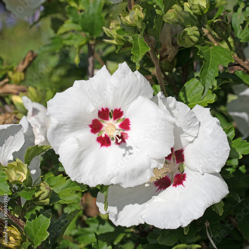 Weißer Hibiskus, Garteneibisch photo