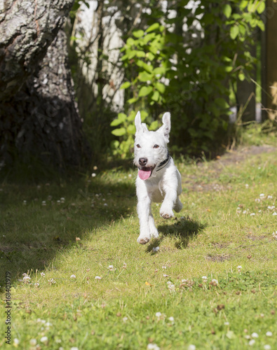 Parson russel terrier puppy running fast outdoors. © Jne Valokuvaus