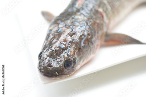 Snakehead fish isolated on white background photo