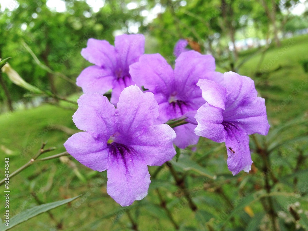 Mexican Petunia or Ruellia Brittoniana purple flowers