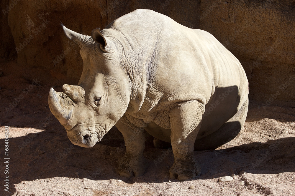 White rhinoceros (Ceratotherium simum) White rhinoceros (Ceratotherium simum)