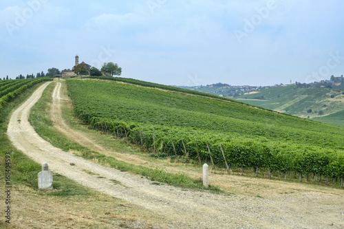 Oltrepo Piacentino (Italy), rural landscape at summer photo