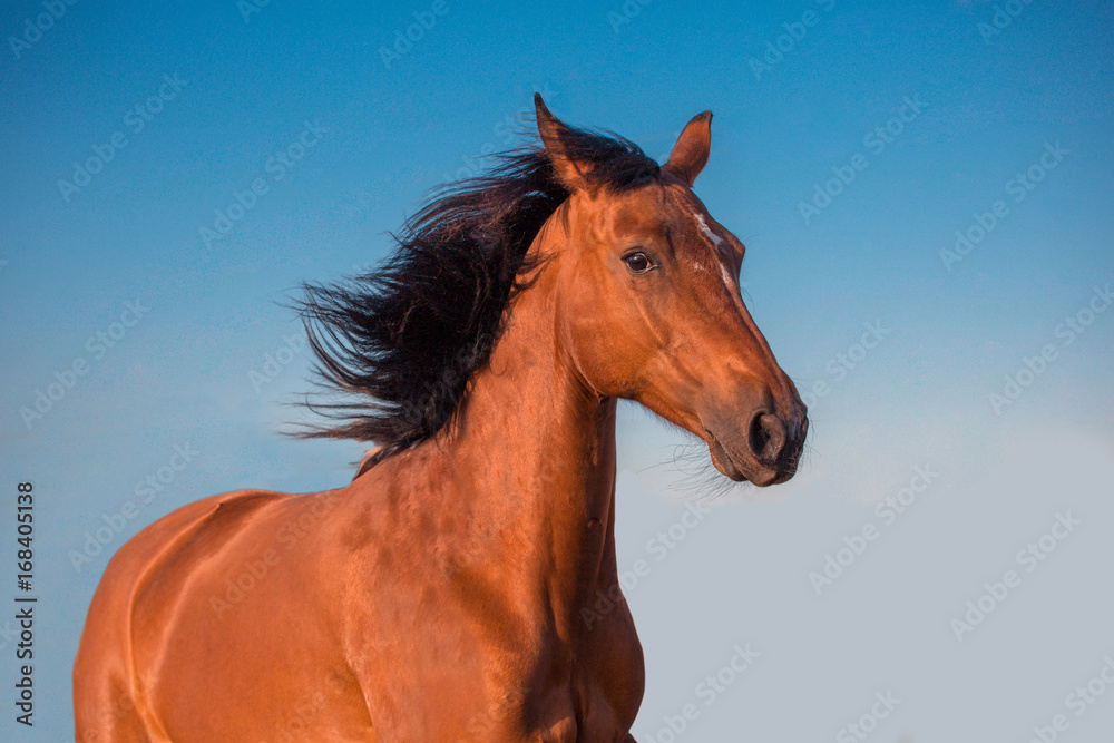 Potrtait of red horse on the sky background Potrtait of red horse on the sky background