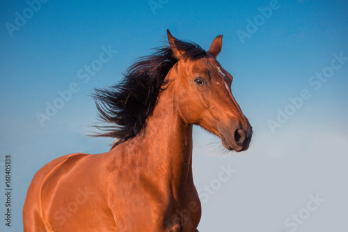 Potrtait of red horse on the sky background