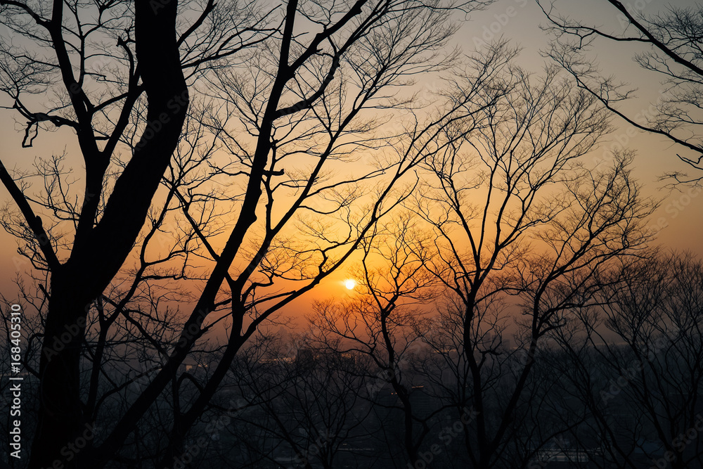Sunset with silhouette tree branches in the city of Seoul. 