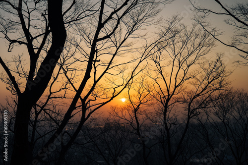 Sunset with silhouette tree branches in the city of Seoul. © Jirakit