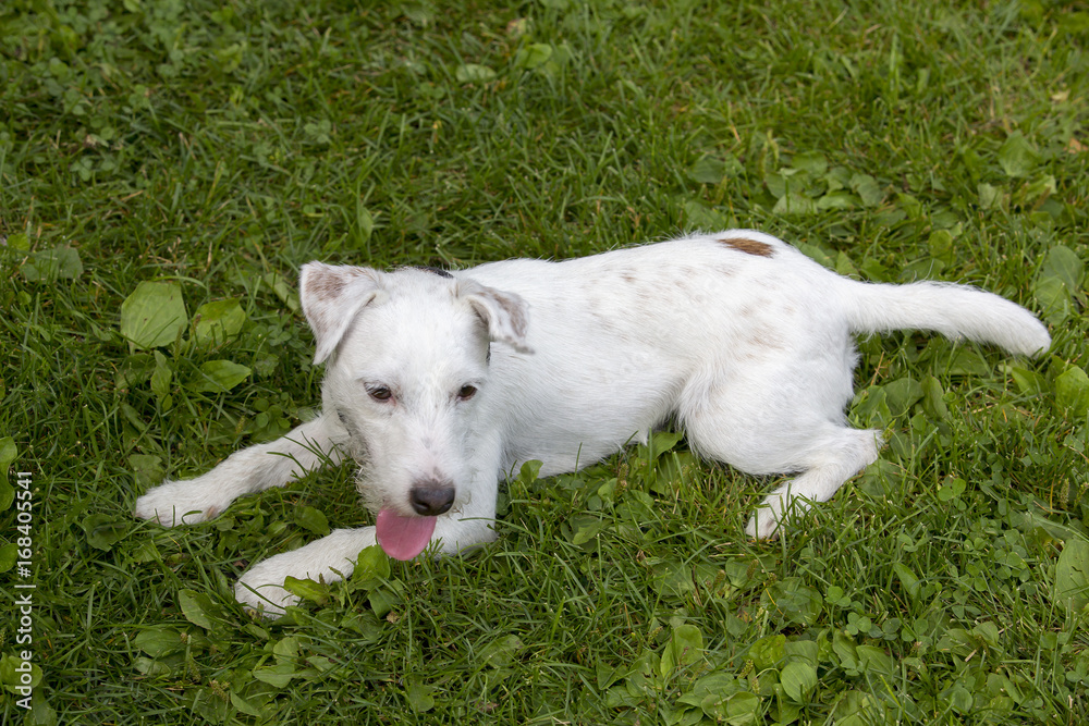 Parson russell terrier puppy laying on the green grass. Image taken from above. Parson russell terrier puppy laying on the green grass. Image taken from above.