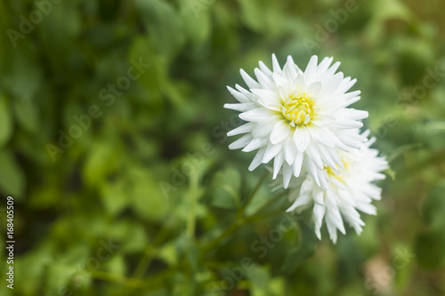 Fototapeta Naklejka Na Ścianę i Meble -  White Dahlia Flowers