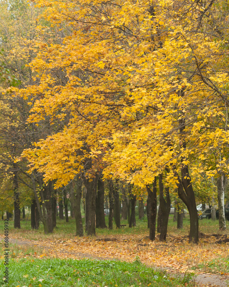 autumn leaves of a birch tree