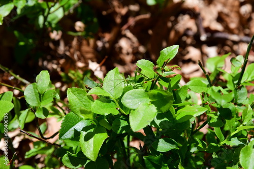Wallpaper Mural Grillo verde Torontodigital.ca