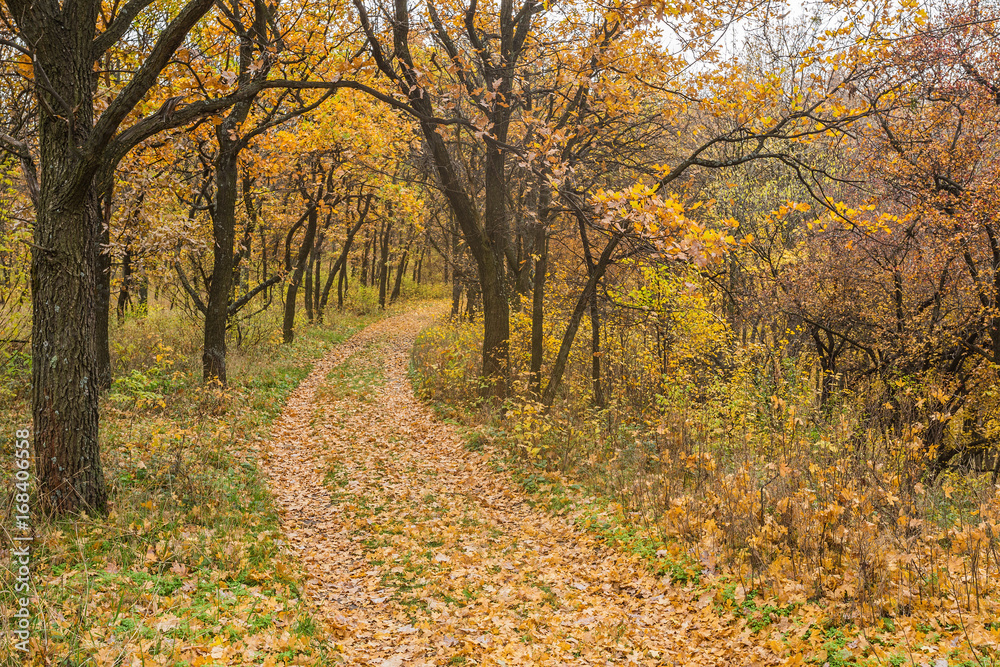 road in autumn park with golden leaves road in autumn park with golden leaves