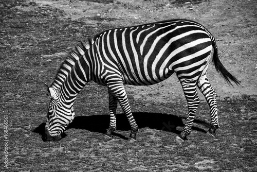 Grazing zebra