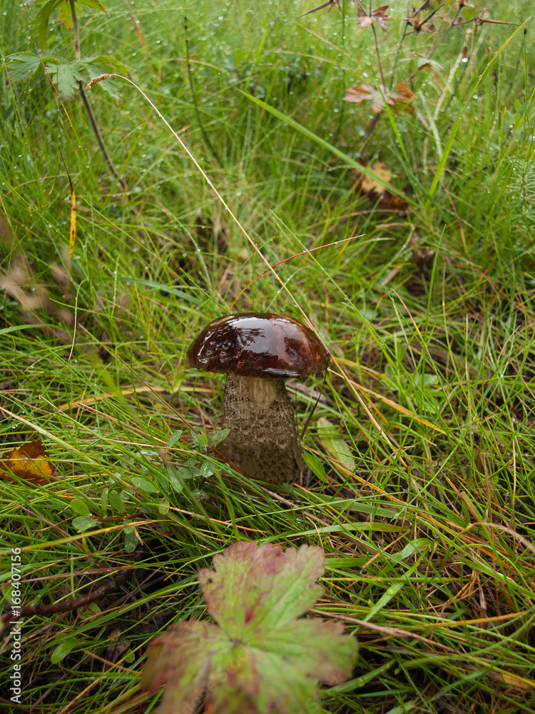 Obraz premium Close-up view of wet brown mushroom (Boletus edulis) growing in the green grass.