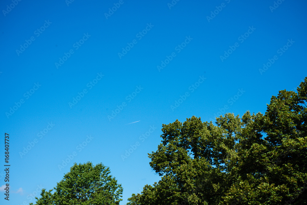 trees with clear blue sky in the back trees with clear blue sky in the back