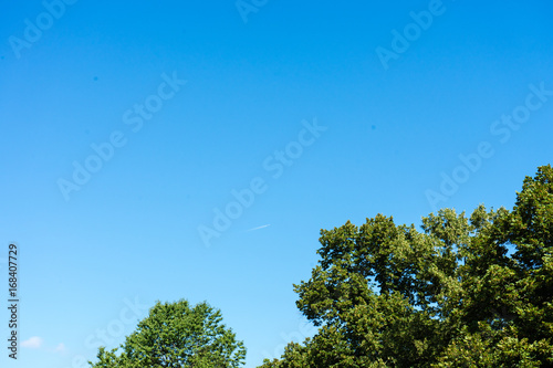 trees with clear blue sky in the back