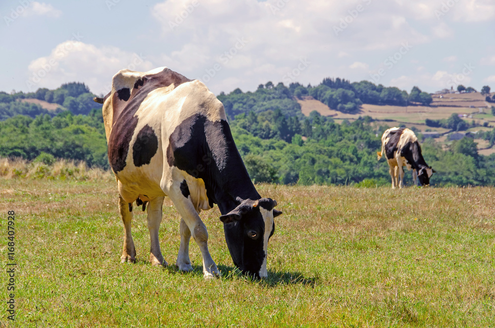 Two cows grazing fresh grass in the meadows