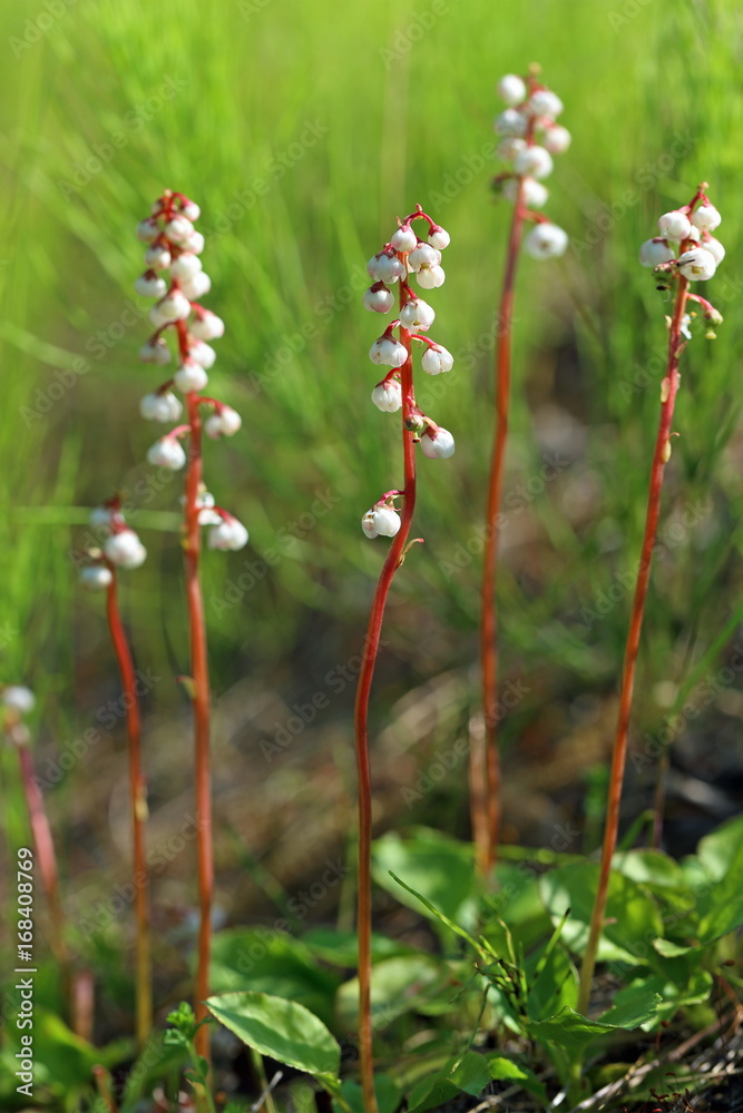 Pyrola minor. A plant with white flowers in the summer on the Yamal Peninsula Pyrola minor. A plant with white flowers in the summer on the Yamal Peninsula