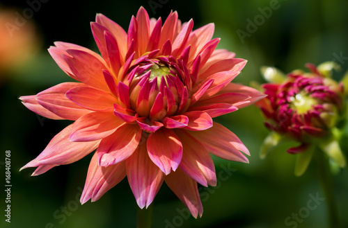 Photos In voller Pracht - Magnificence