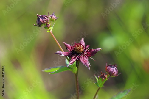 Comarum palustre. Purple flowers of marsh cinquefoil summer on the Yamal Peninsula photo